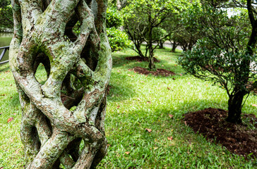 Tropical plants flowers southeast asia jungle lush green rich