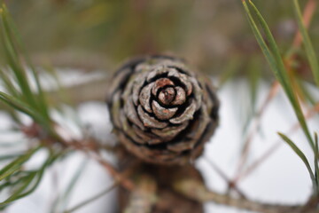 pine tree