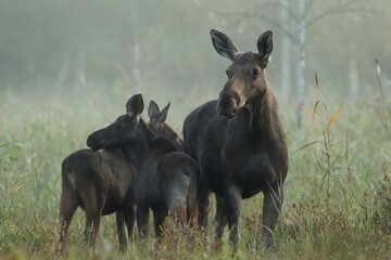  Łoś (Alces alces) moose
