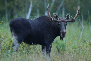  Łoś (Alces alces) moose  © Bartosz Rakoczy