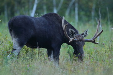  Łoś (Alces alces) moose  © Bartosz Rakoczy