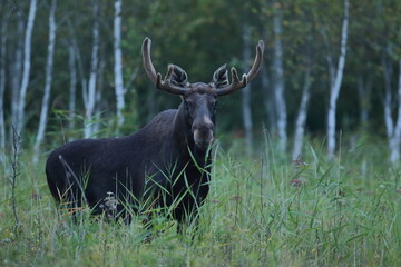  Łoś (Alces alces) moose
