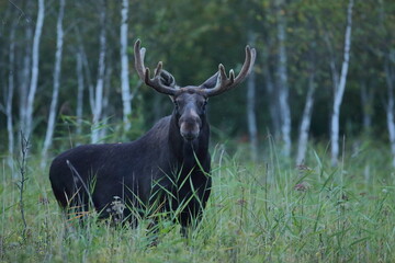  Łoś (Alces alces) moose
