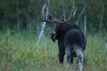  Łoś (Alces alces) moose
