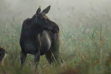  Łoś (Alces alces) moose  © Bartosz Rakoczy