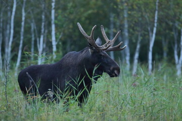  Łoś (Alces alces) moose
