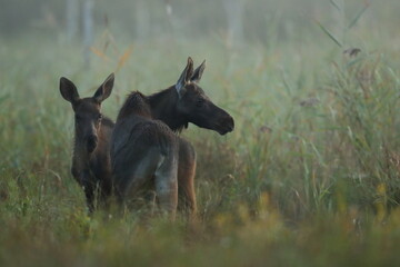  Łoś (Alces alces) moose  © Bartosz Rakoczy