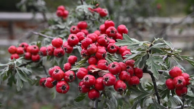 Azerole or Mediterranean medlar. Azerole berries on bush. Wild fruit. Crataegus azarolus.