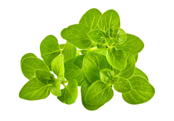 Oregano Herb green leaves bunch. Fresh organic oregano spicy herb for cooking. Gardening naural farming, isolated. PNG.
