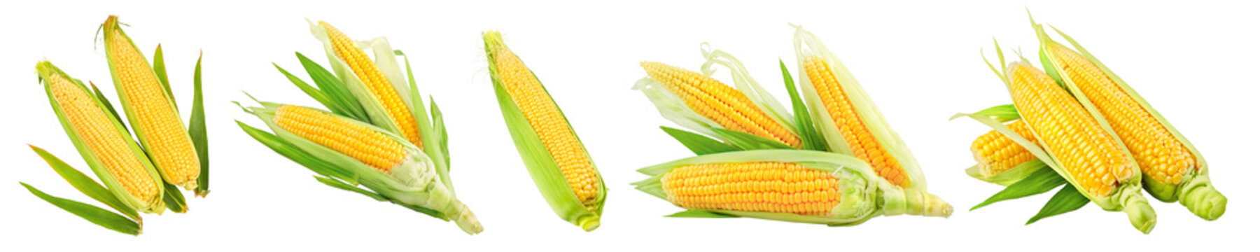 Set of maize corncobs with yellow corns ears and green leaves set, corganic natural corn isolated. Ripe vegetables. PNG.