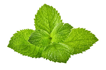 Green brandy mint leaves. Fresh aromatic herbs ingredient for mojito and refreshing cocktails or tea drink. Organic natural plant leaf. Isolated. PNG.