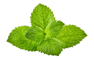 Green brandy mint leaves. Fresh aromatic herbs ingredient for mojito and refreshing cocktails or tea drink. Organic natural plant leaf. Isolated. PNG.