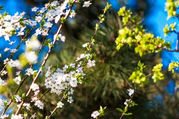 Cherry blossoms against blue sky