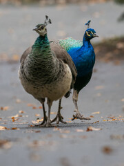 Fototapeta premium A male and a female peacock are walking on the sidewalk. 