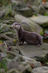 Small otter on a stone by the water.
