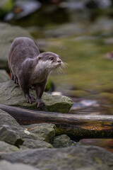 Small otter on a stone by the water.
