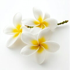 Fototapeta premium Plumeria flower isolated on white background , ai