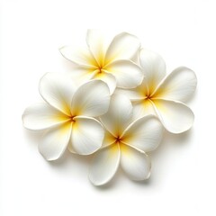 Plumeria flower isolated on white background , ai