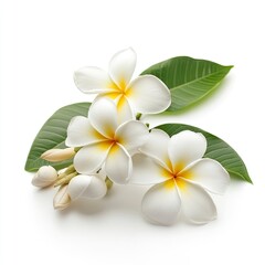Fototapeta premium Plumeria flower isolated on white background , ai