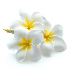 Obraz premium Plumeria flower isolated on white background , ai