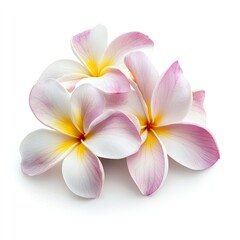Fototapeta premium Plumeria flower isolated on white background , ai