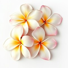 Naklejka premium Plumeria flower isolated on white background , ai
