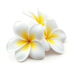 Plumeria flower isolated on white background , ai