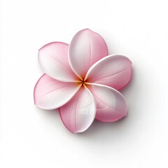 Plumeria flower isolated on white background , ai
