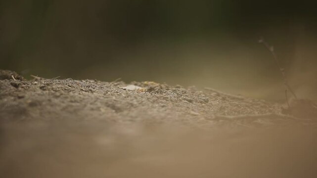 Kr&oacute;lik europejski, kr&oacute;lik dziki (Oryctolagus cuniculus), rabbit