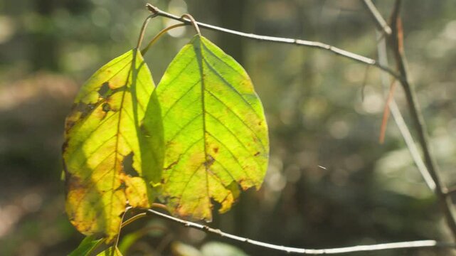 Yellow-green leaves in the forest showing signs of aging at the end of summer, swaying gently in the breeze. Static shot.