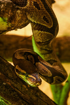 Detail of the head of a king python snake.
