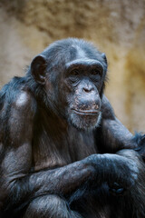 Old monkey portrait of a chimpanzee in captivity.
