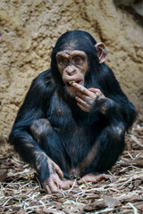 Baby chimpanzee monkey eats food in captivity.
