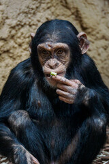 Baby chimpanzee monkey eats food in captivity.
