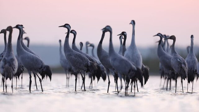Żuraw (Grus grus) crane