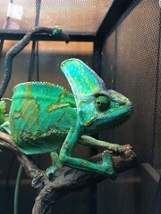 Vibrant Chameleon in Its Habitat