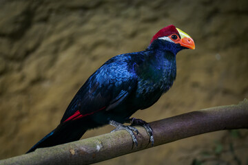Purple Bananafowl bird on a branch.
