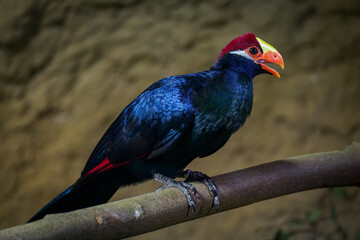 Purple Bananafowl bird on a branch.
