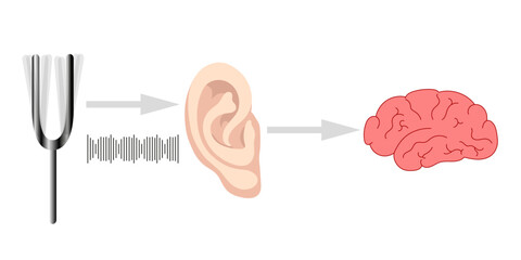 How we hear sounds Ear and brain