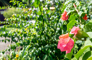 Tropical plants flowers southeast asia jungle lush green rich