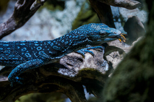 Blue monitor lizard holding a cricket in its mouth.
