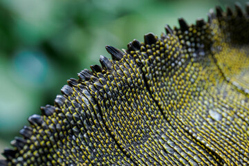 Weber's agama in detail on the back.
