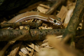 Lined snakeskin detail on the head.
