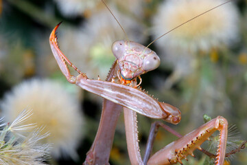 IN   Praying Mantis   (Stagmomantis californica)