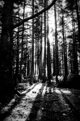 La foret de c&egrave;dres en Vaucluse