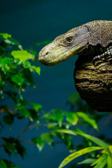 Papuan monitor lizard in head detail.
