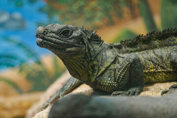 Green agama lizard resting in a terrarium.
