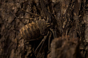 Rod-shaped flagellum v on the bark.
