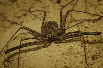 Close-up of a rod-shaped whip on the wall.
