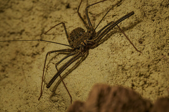 Close-up of a rod-shaped whip on the wall.
